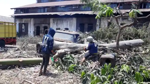 Penebangan Pohon Liar