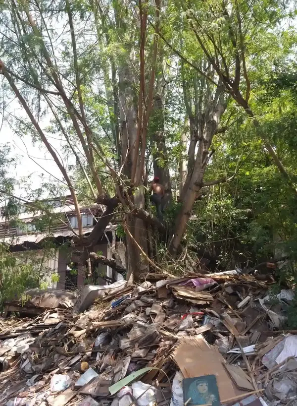 Pohon Liar