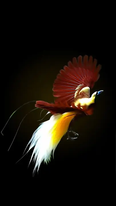 Cendrawasih Merah
